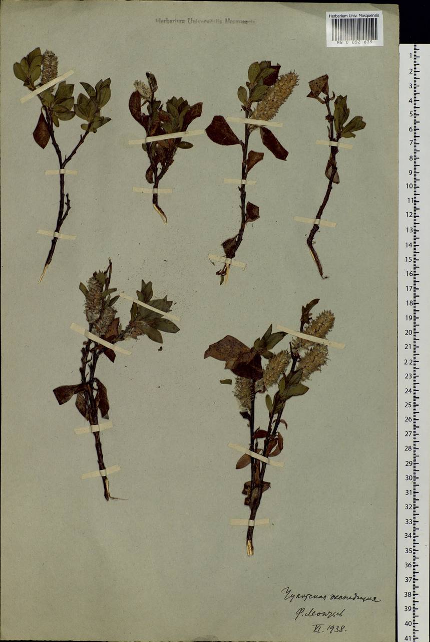 Salix pulchra Cham., Siberia, Chukotka & Kamchatka (S7) (Russia)