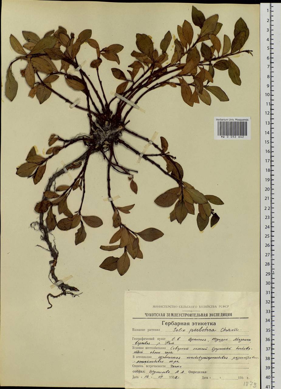 Salix pulchra Cham., Siberia, Chukotka & Kamchatka (S7) (Russia)
