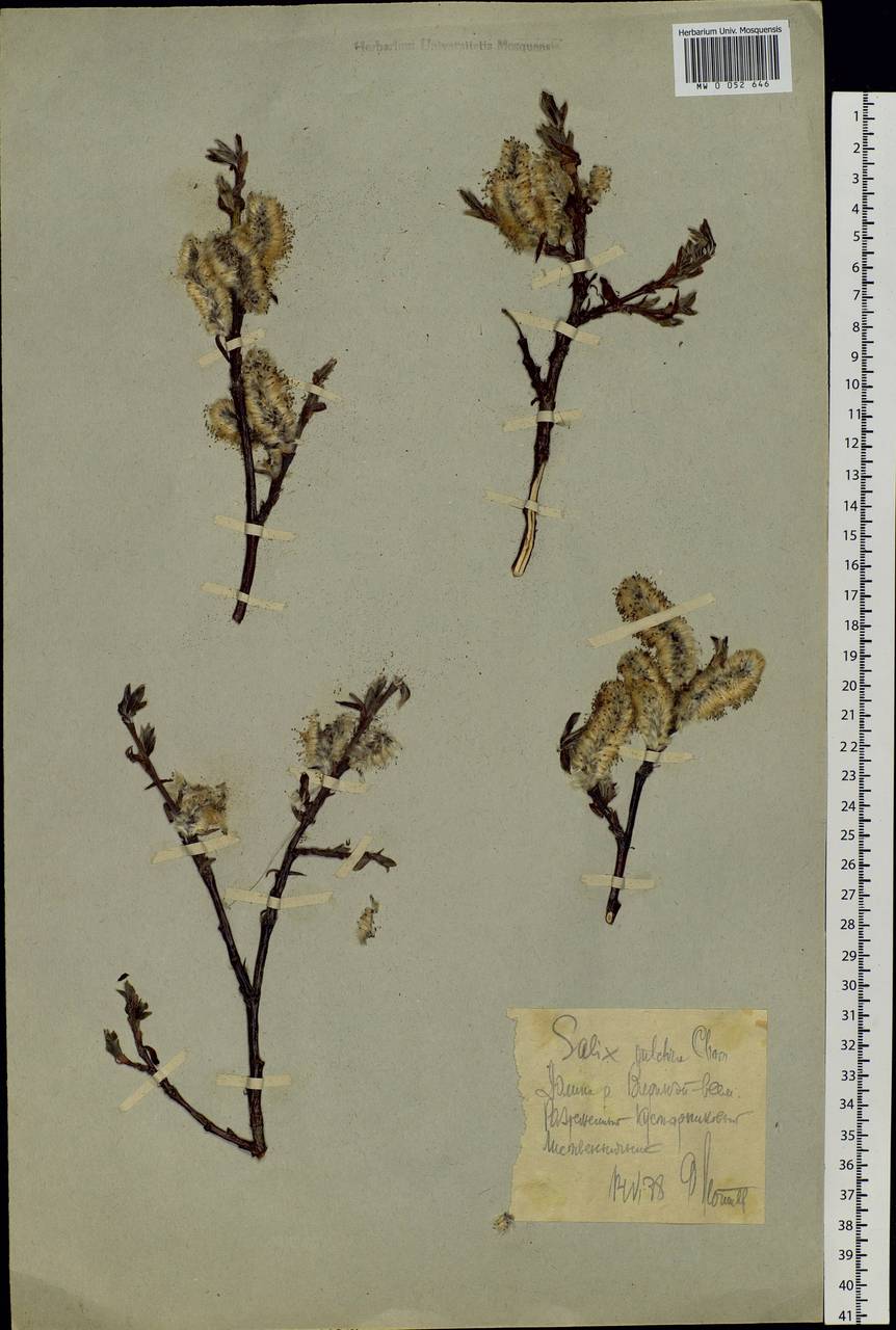 Salix pulchra Cham., Siberia, Chukotka & Kamchatka (S7) (Russia)