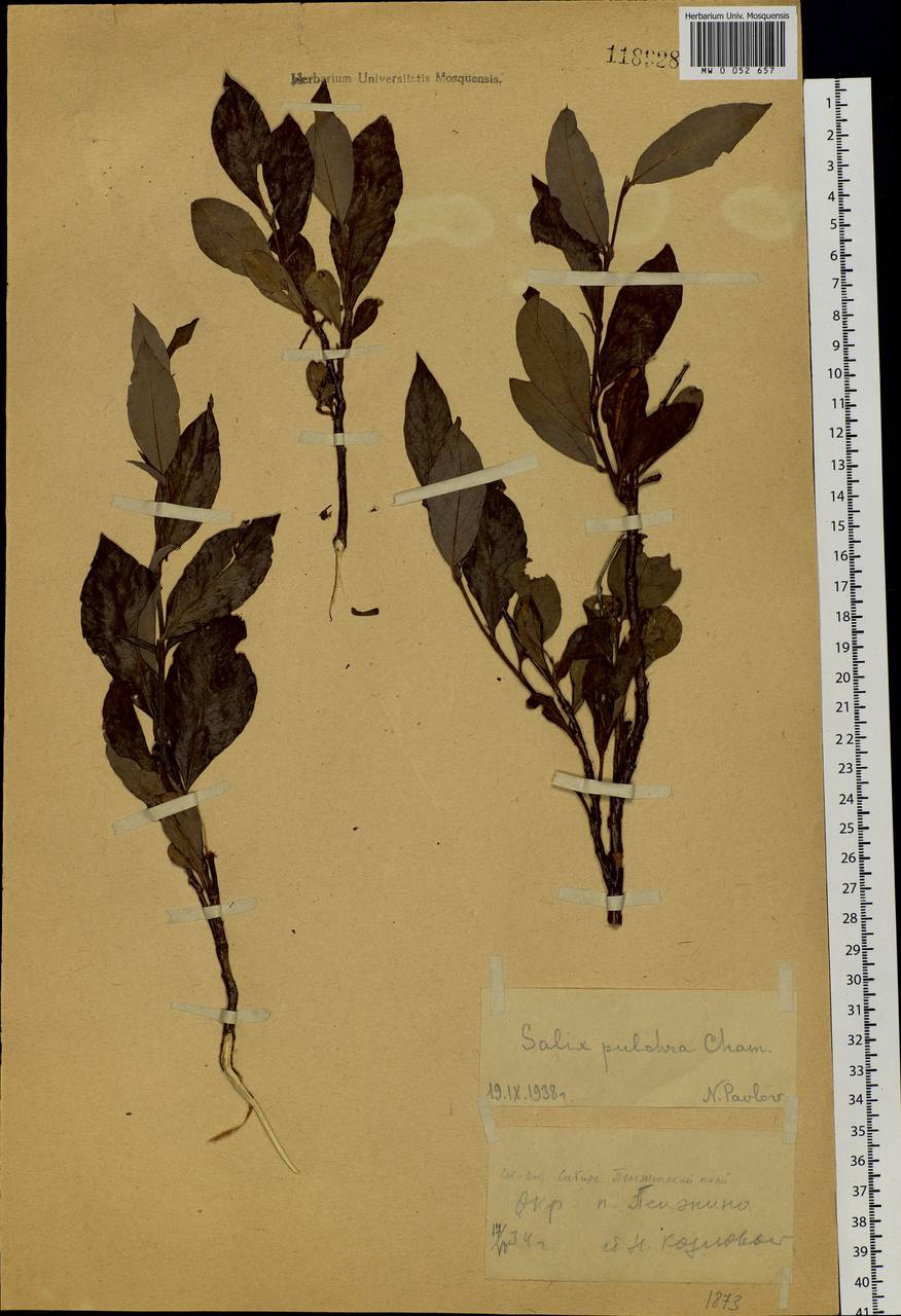 Salix pulchra Cham., Siberia, Chukotka & Kamchatka (S7) (Russia)
