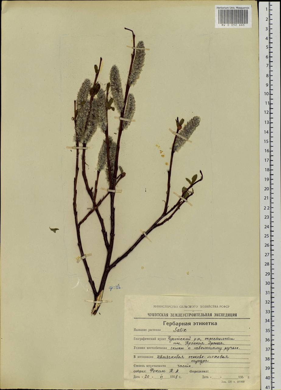 Salix pulchra Cham., Siberia, Chukotka & Kamchatka (S7) (Russia)