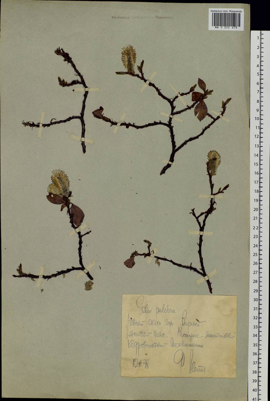 Salix pulchra Cham., Siberia, Chukotka & Kamchatka (S7) (Russia)