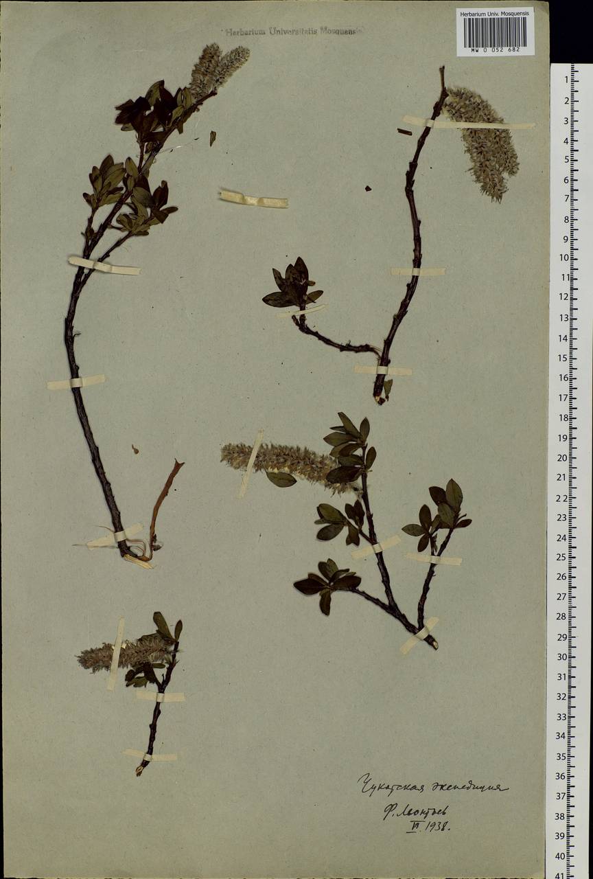 Salix pulchra Cham., Siberia, Chukotka & Kamchatka (S7) (Russia)