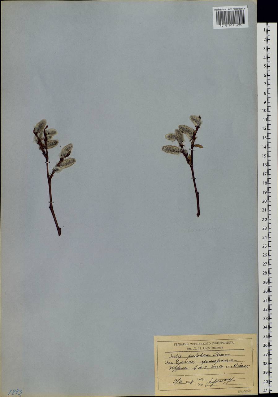 Salix pulchra Cham., Siberia, Chukotka & Kamchatka (S7) (Russia)