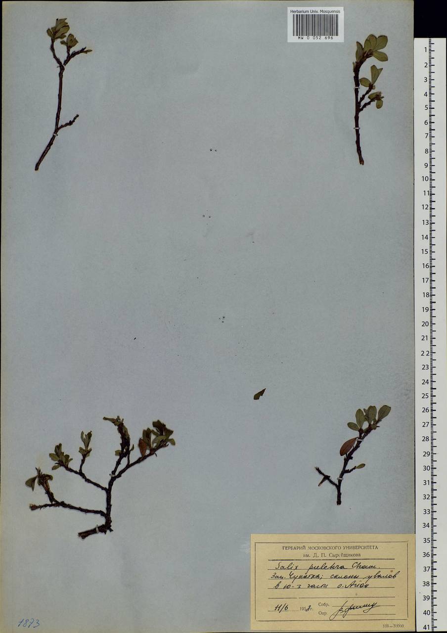 Salix pulchra Cham., Siberia, Chukotka & Kamchatka (S7) (Russia)