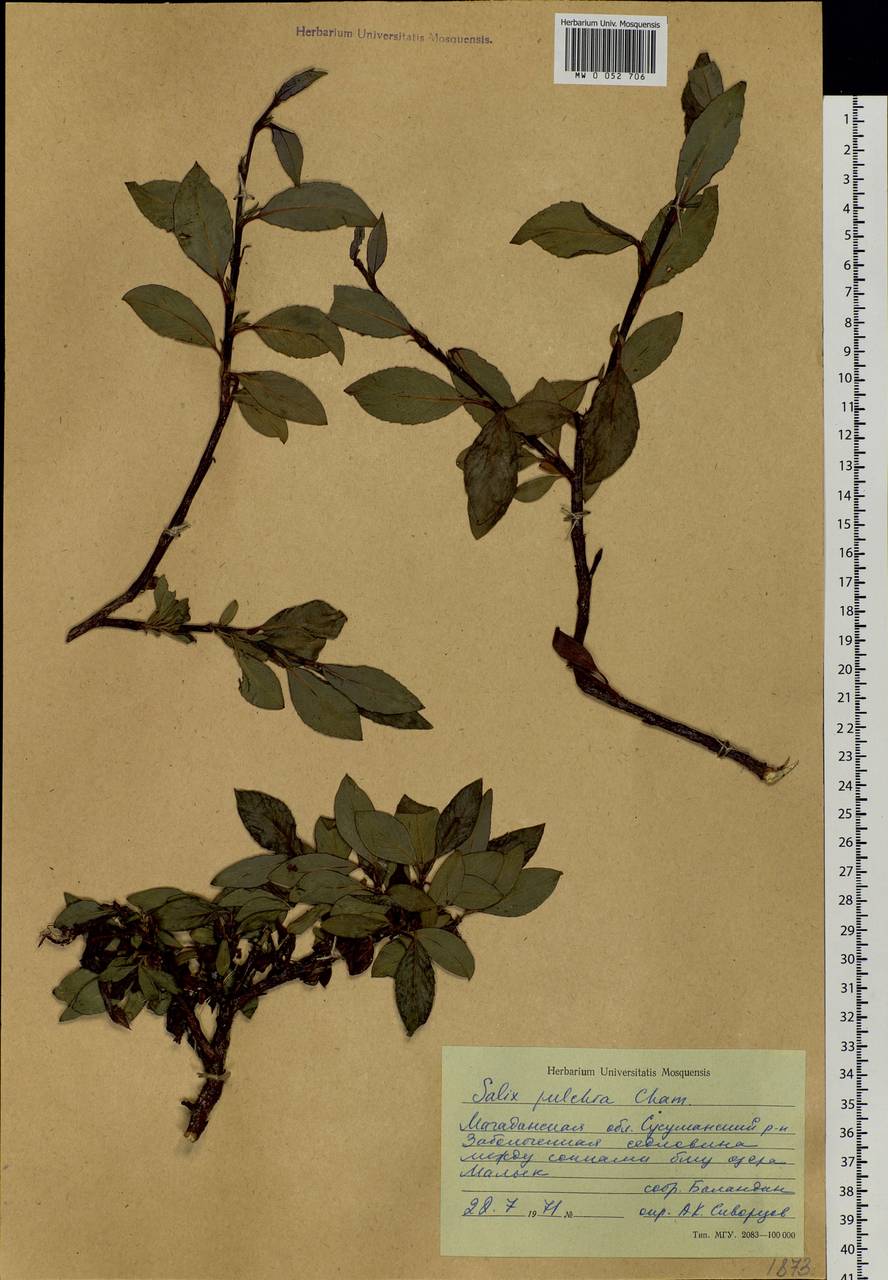 Salix pulchra Cham., Siberia, Chukotka & Kamchatka (S7) (Russia)
