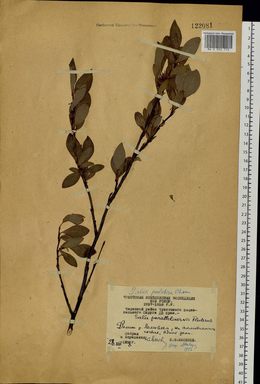 Salix pulchra Cham., Siberia, Chukotka & Kamchatka (S7) (Russia)