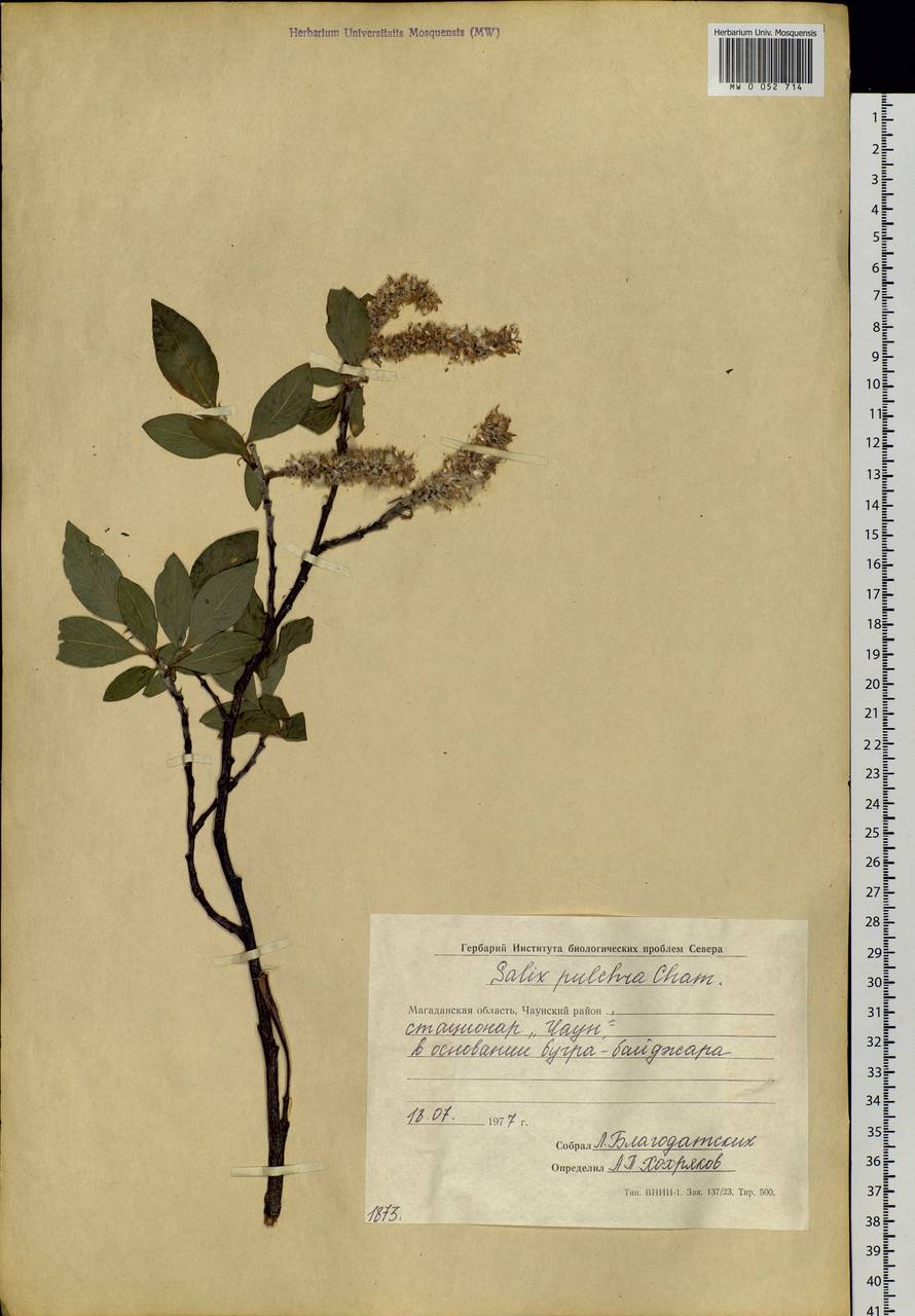 Salix pulchra Cham., Siberia, Chukotka & Kamchatka (S7) (Russia)