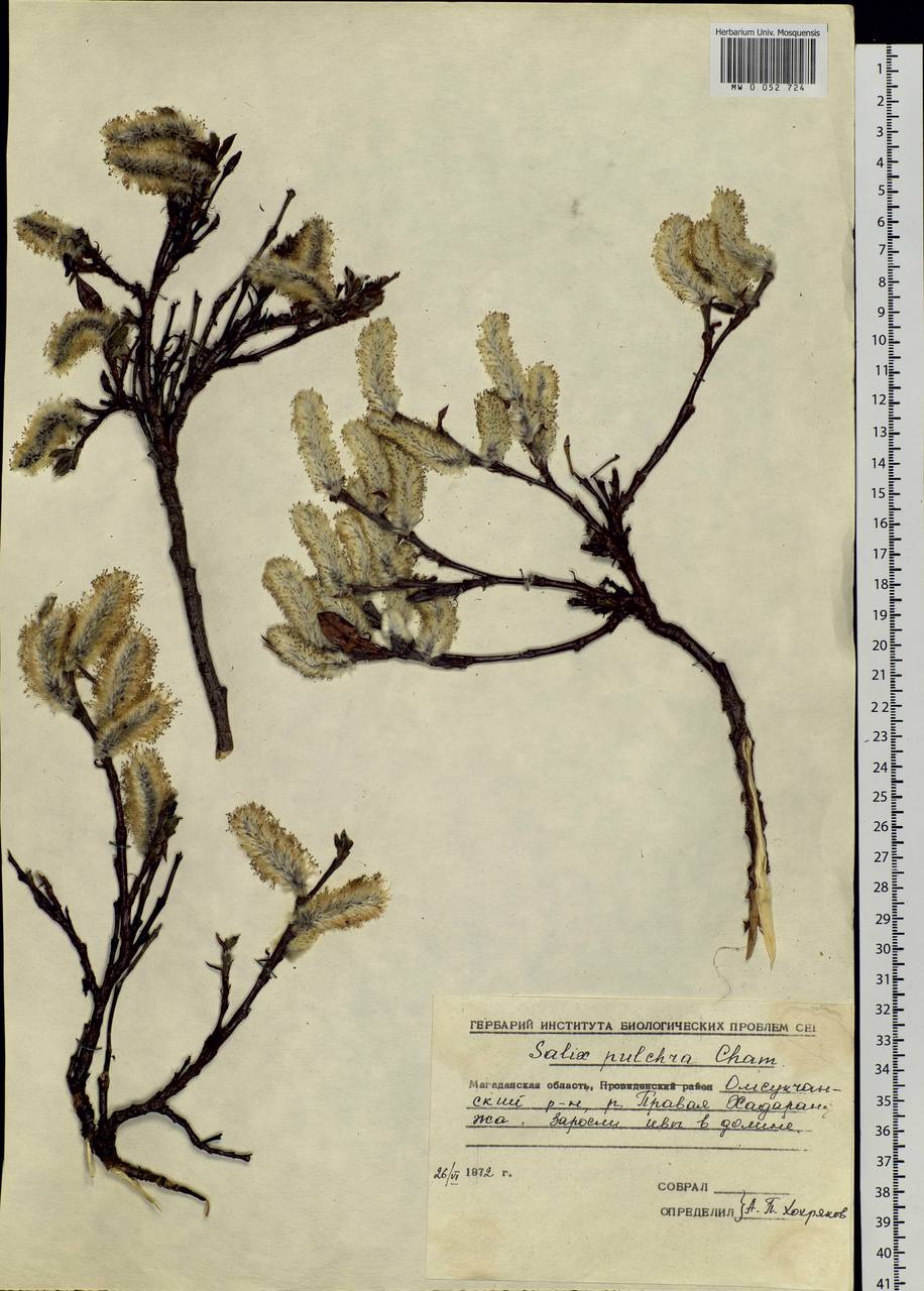 Salix pulchra Cham., Siberia, Chukotka & Kamchatka (S7) (Russia)