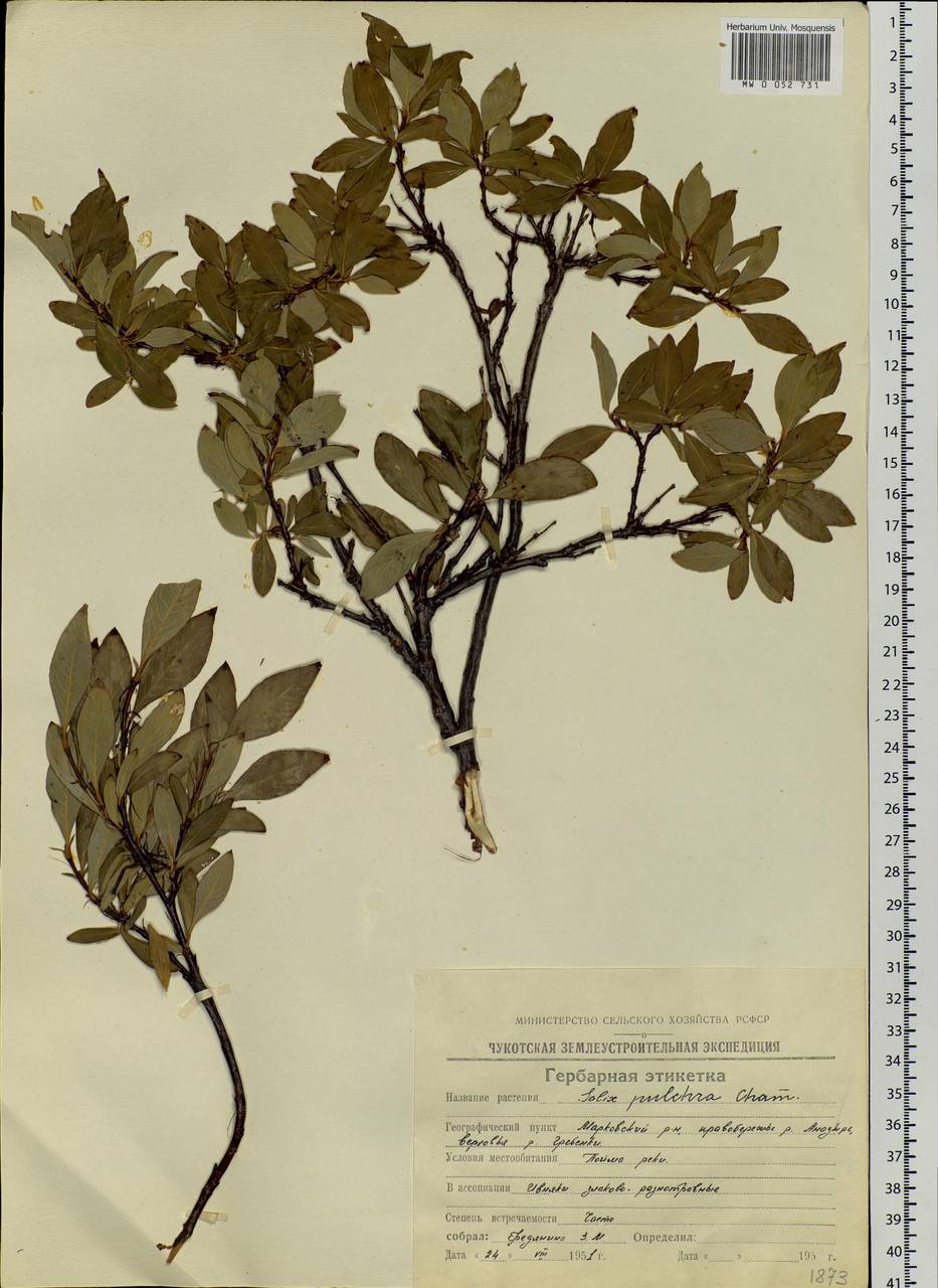 Salix pulchra Cham., Siberia, Chukotka & Kamchatka (S7) (Russia)