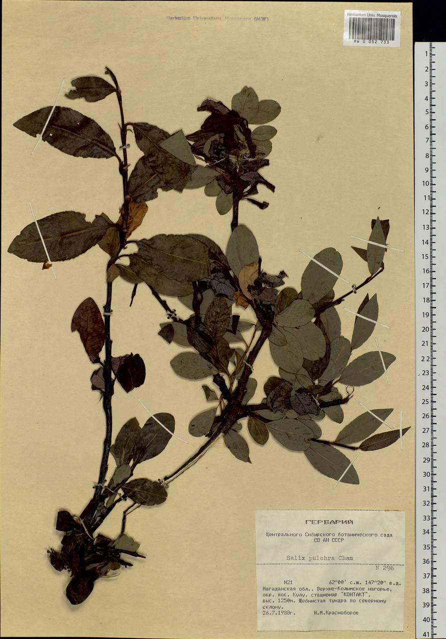 Salix pulchra Cham., Siberia, Chukotka & Kamchatka (S7) (Russia)