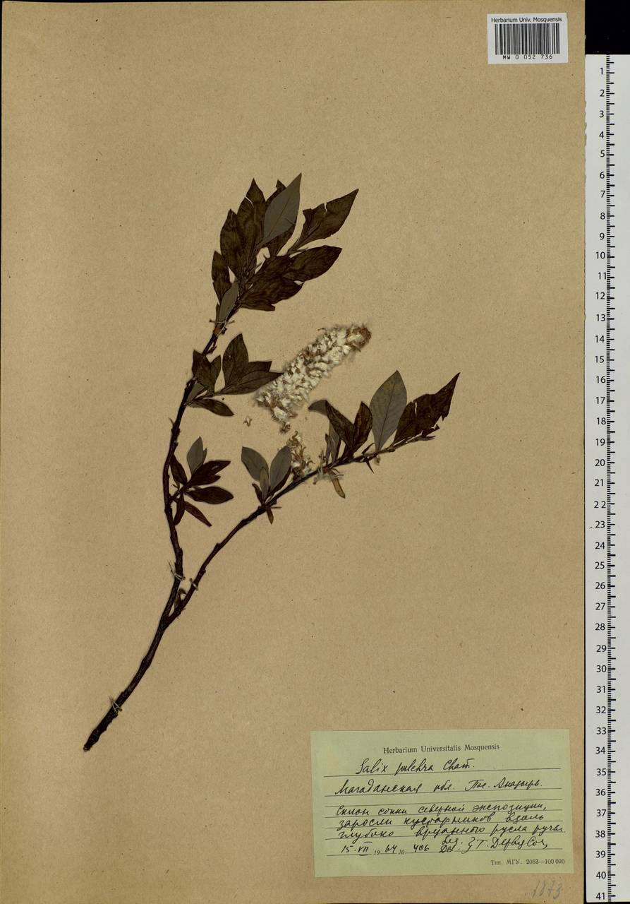 Salix pulchra Cham., Siberia, Chukotka & Kamchatka (S7) (Russia)