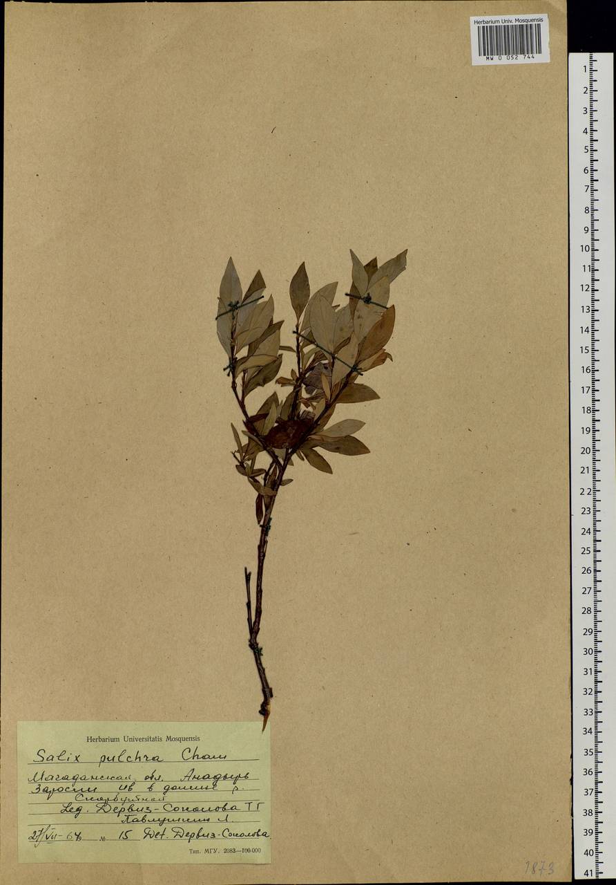 Salix pulchra Cham., Siberia, Chukotka & Kamchatka (S7) (Russia)