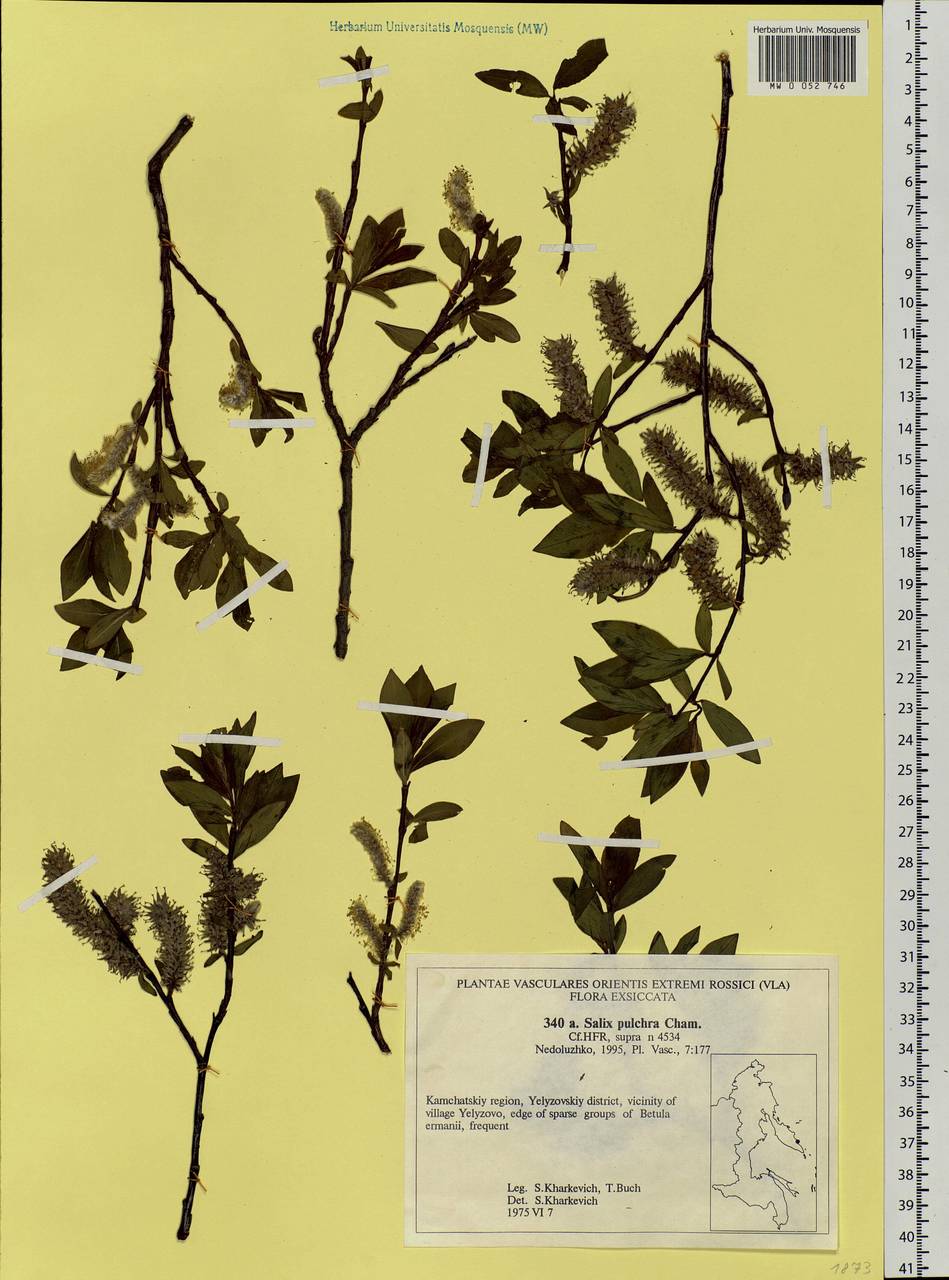 Salix pulchra Cham., Siberia, Chukotka & Kamchatka (S7) (Russia)