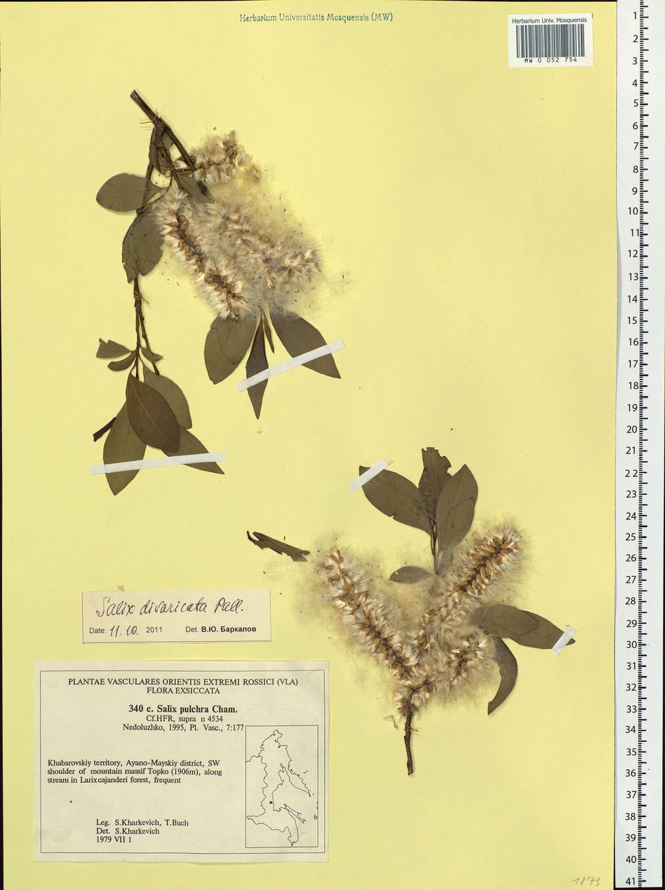 Salix divaricata Pall., Siberia, Russian Far East (S6) (Russia)