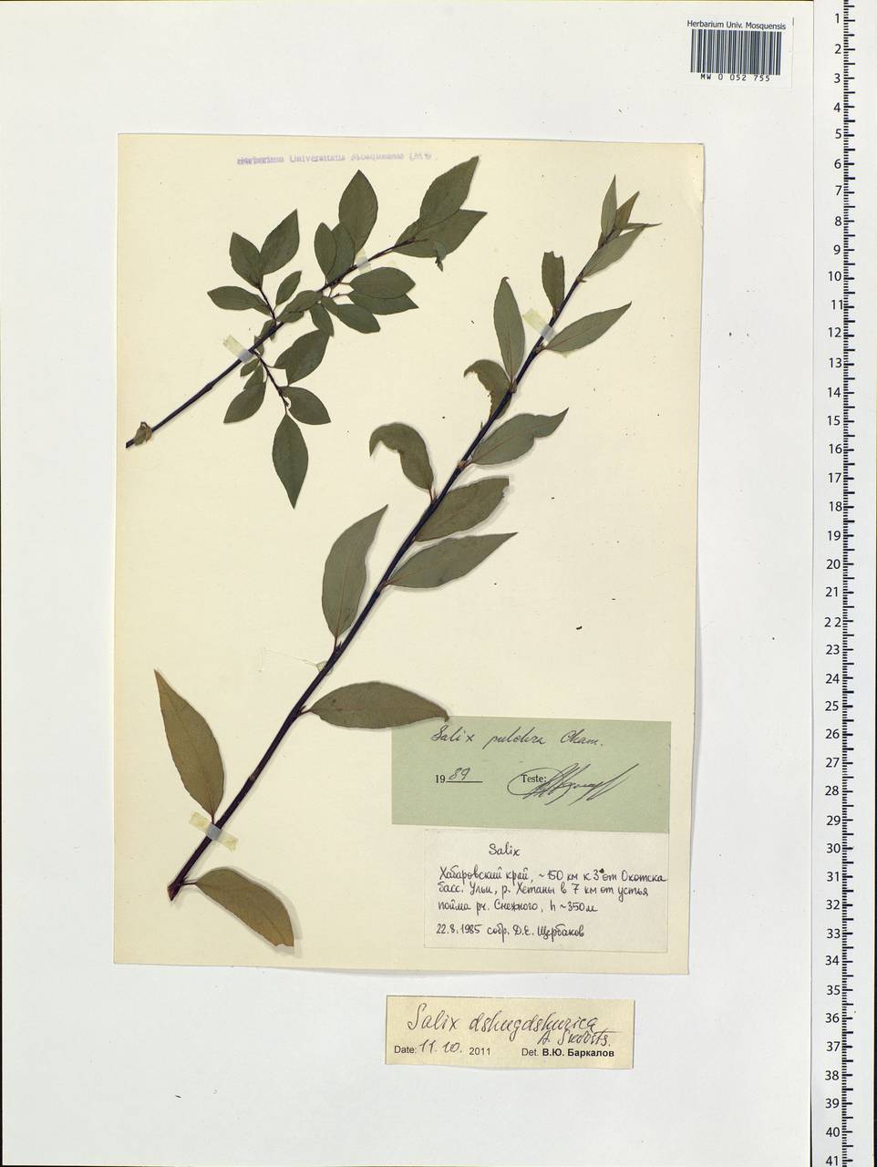 Salix dshugdshurica A. Skvortr., Siberia, Russian Far East (S6) (Russia)