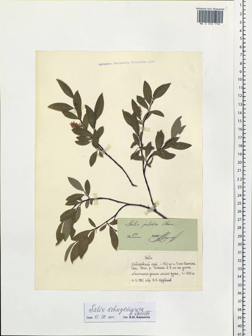 Salix dshugdshurica A. Skvortr., Siberia, Russian Far East (S6) (Russia)
