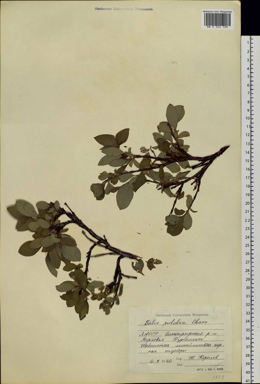 Salix pulchra Cham., Siberia, Yakutia (S5) (Russia)