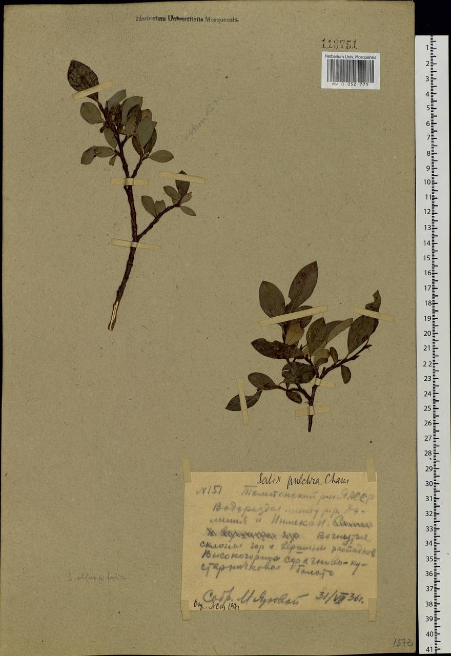 Salix pulchra Cham., Siberia, Yakutia (S5) (Russia)