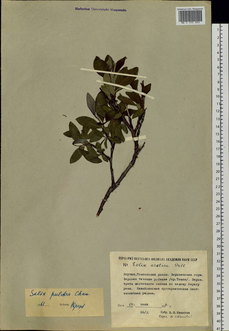 Salix pulchra Cham., Siberia, Yakutia (S5) (Russia)