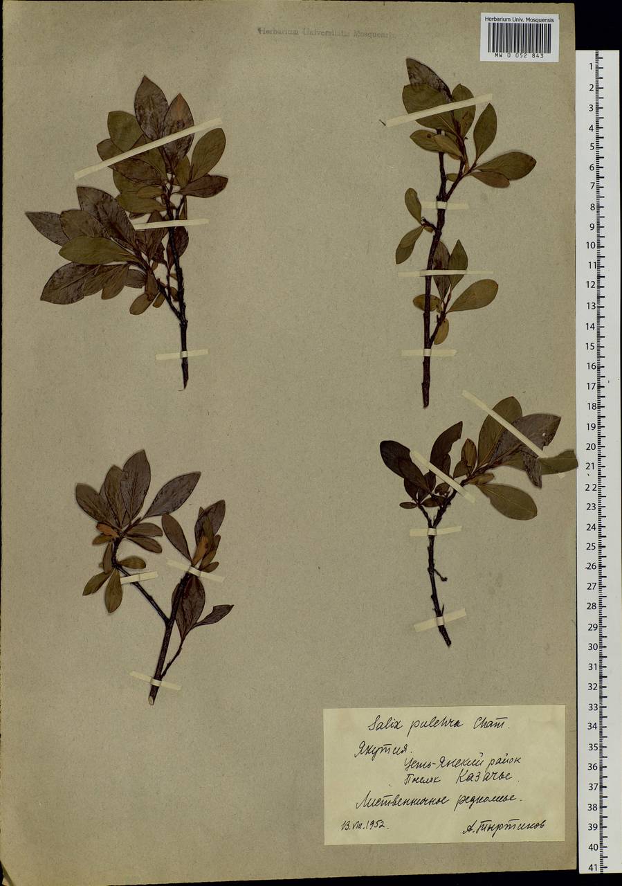Salix pulchra Cham., Siberia, Yakutia (S5) (Russia)