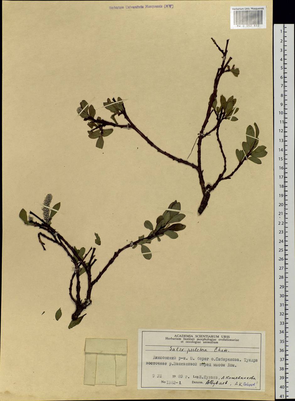 Salix pulchra Cham., Siberia, Central Siberia (S3) (Russia)