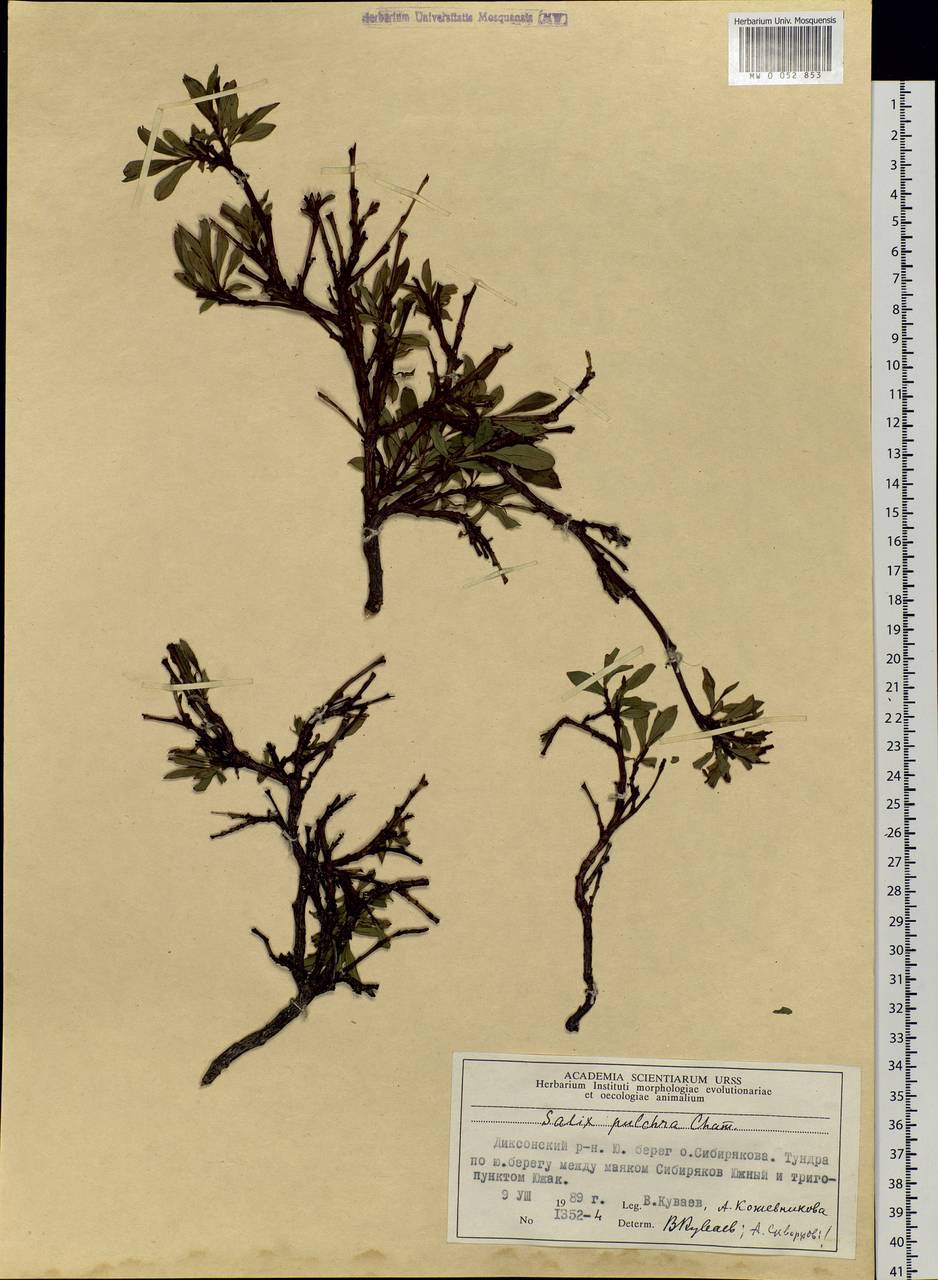 Salix pulchra Cham., Siberia, Central Siberia (S3) (Russia)