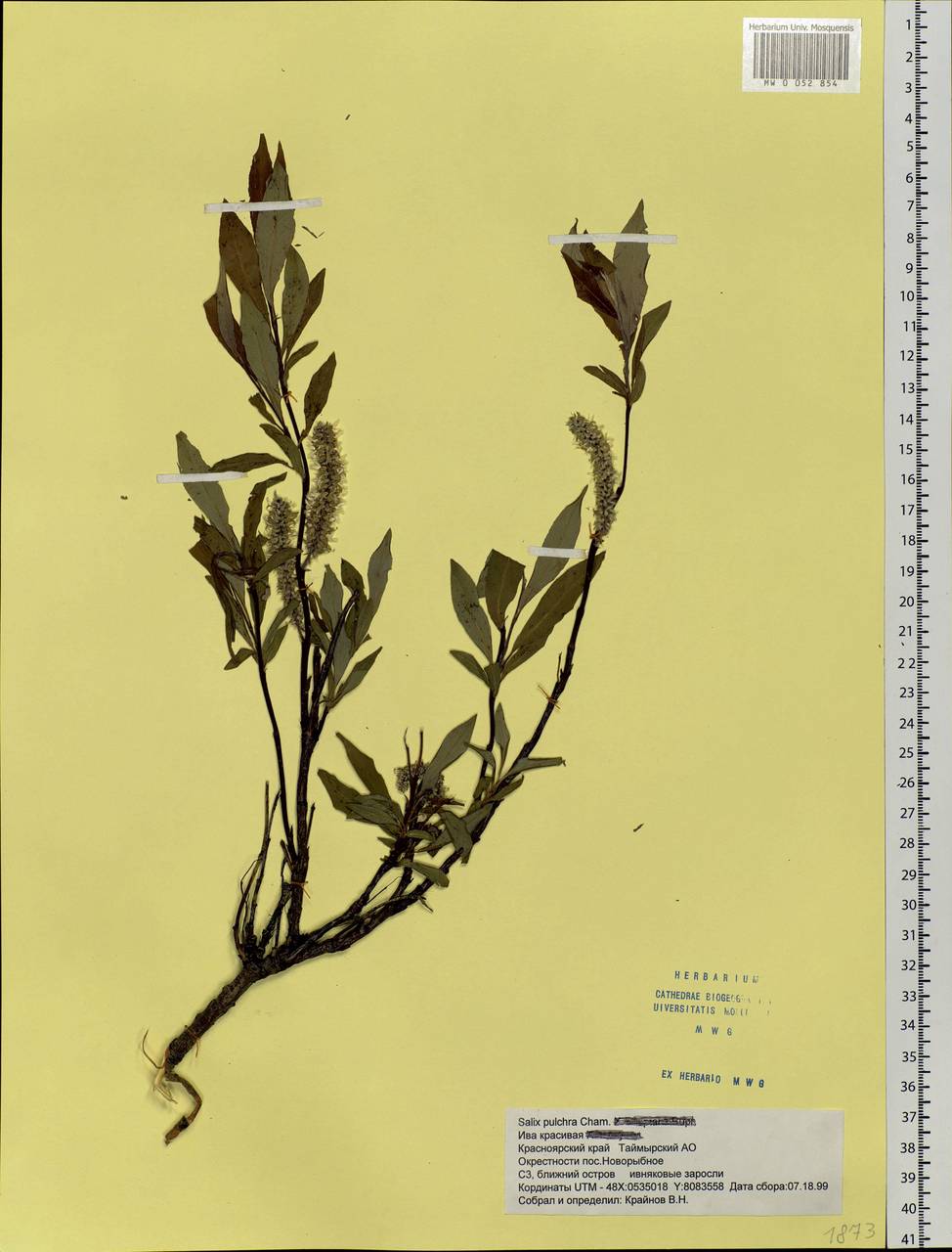 Salix pulchra Cham., Siberia, Central Siberia (S3) (Russia)