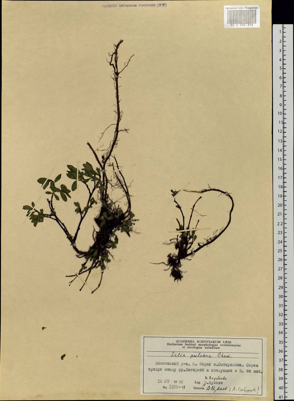 Salix pulchra Cham., Siberia, Central Siberia (S3) (Russia)