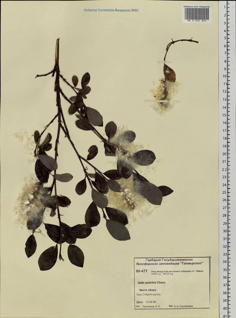 Salix pulchra Cham., Siberia, Central Siberia (S3) (Russia)