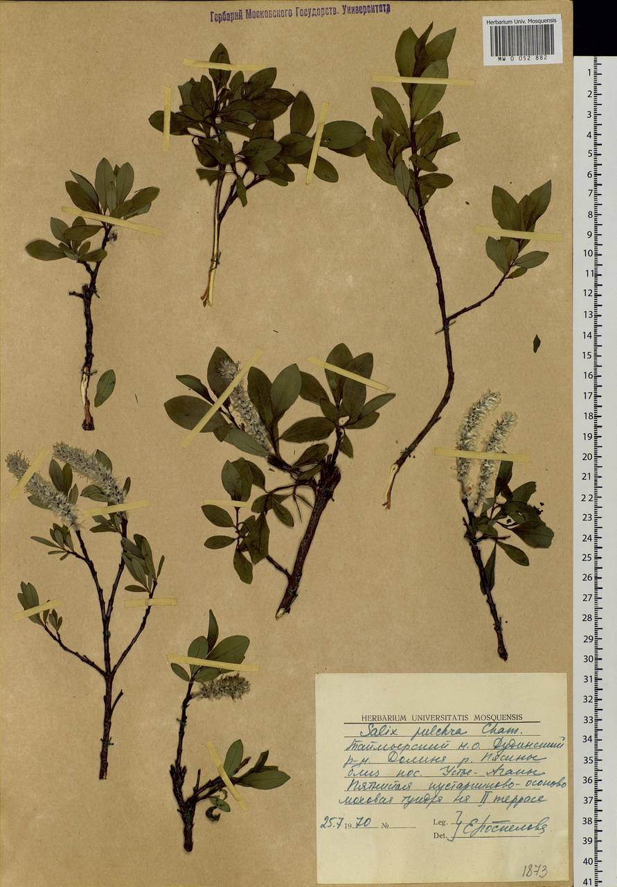 Salix pulchra Cham., Siberia, Central Siberia (S3) (Russia)