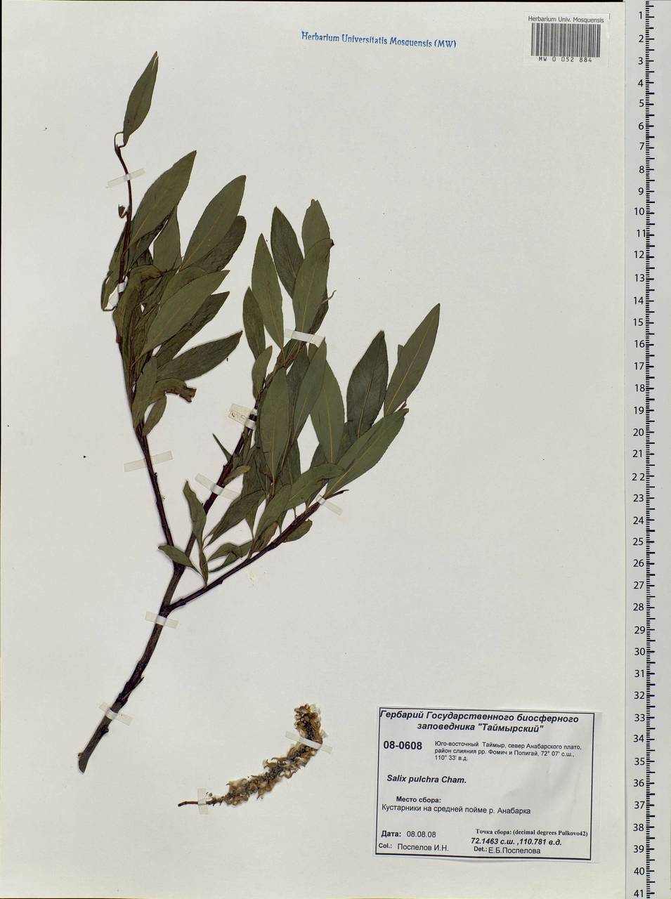 Salix pulchra Cham., Siberia, Central Siberia (S3) (Russia)