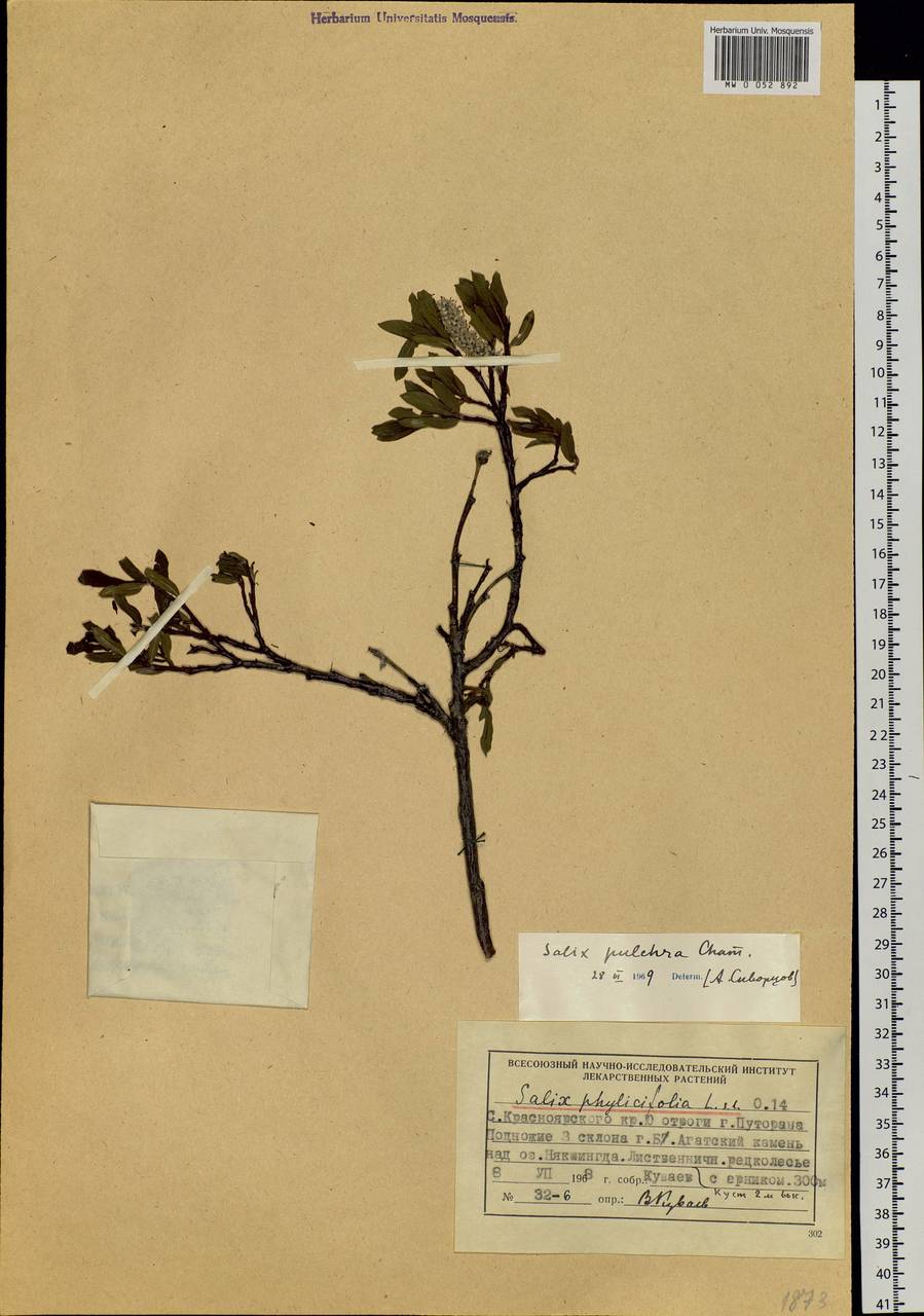Salix pulchra Cham., Siberia, Central Siberia (S3) (Russia)