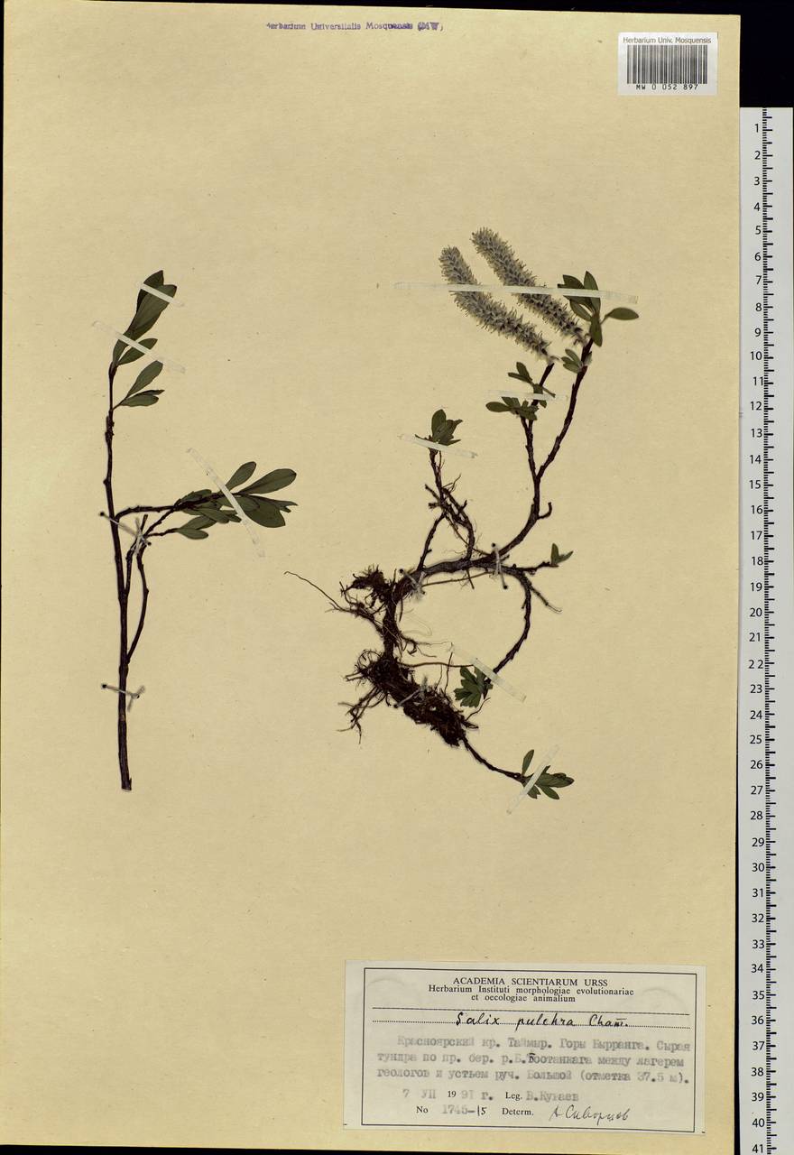 Salix pulchra Cham., Siberia, Central Siberia (S3) (Russia)