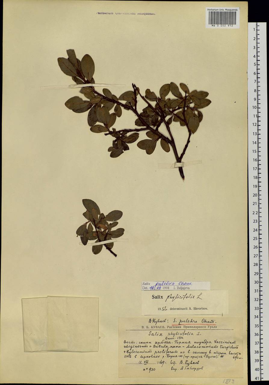 Salix pulchra Cham., Siberia, Western Siberia (S1) (Russia)