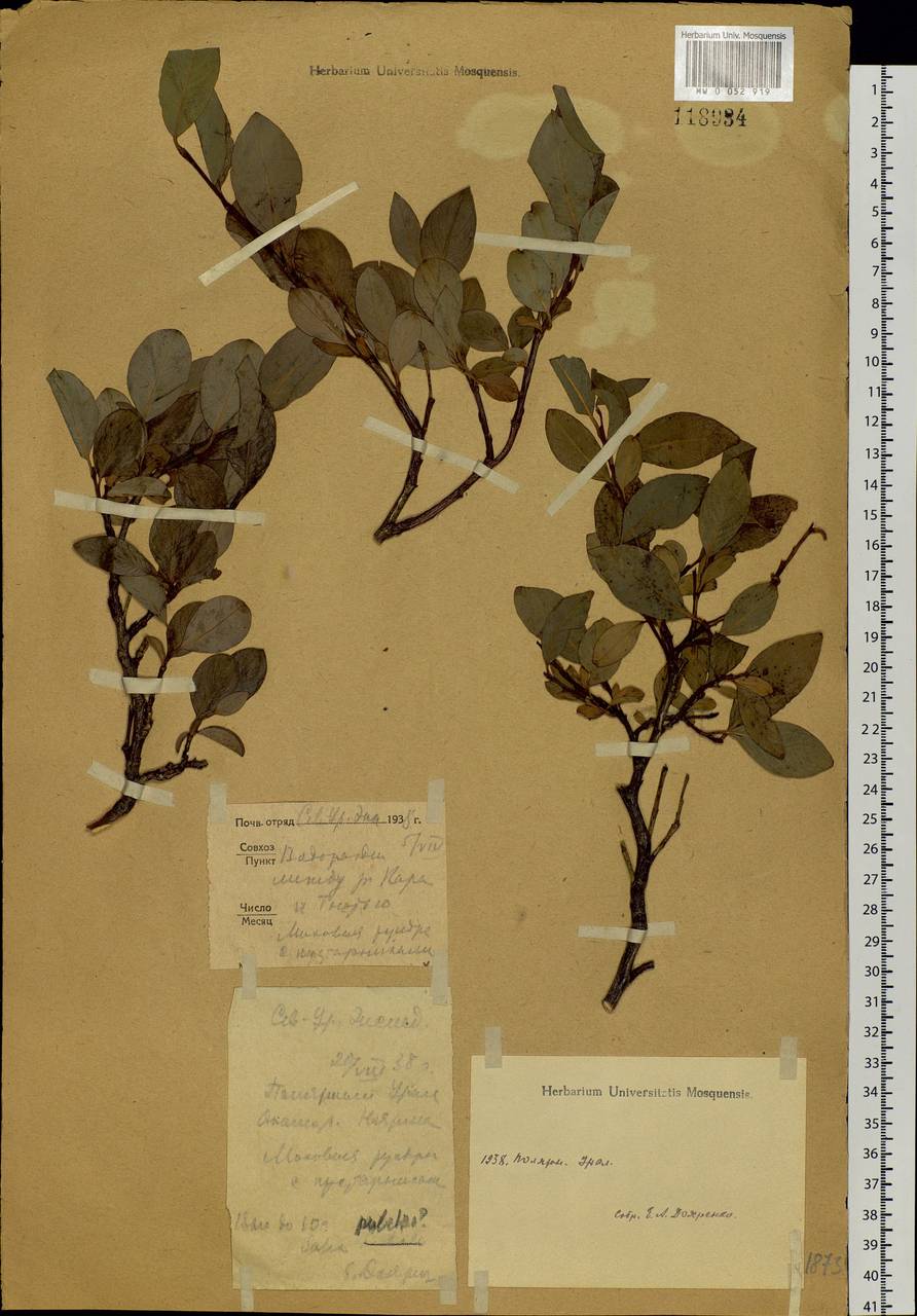 Salix pulchra Cham., Siberia, Western Siberia (S1) (Russia)