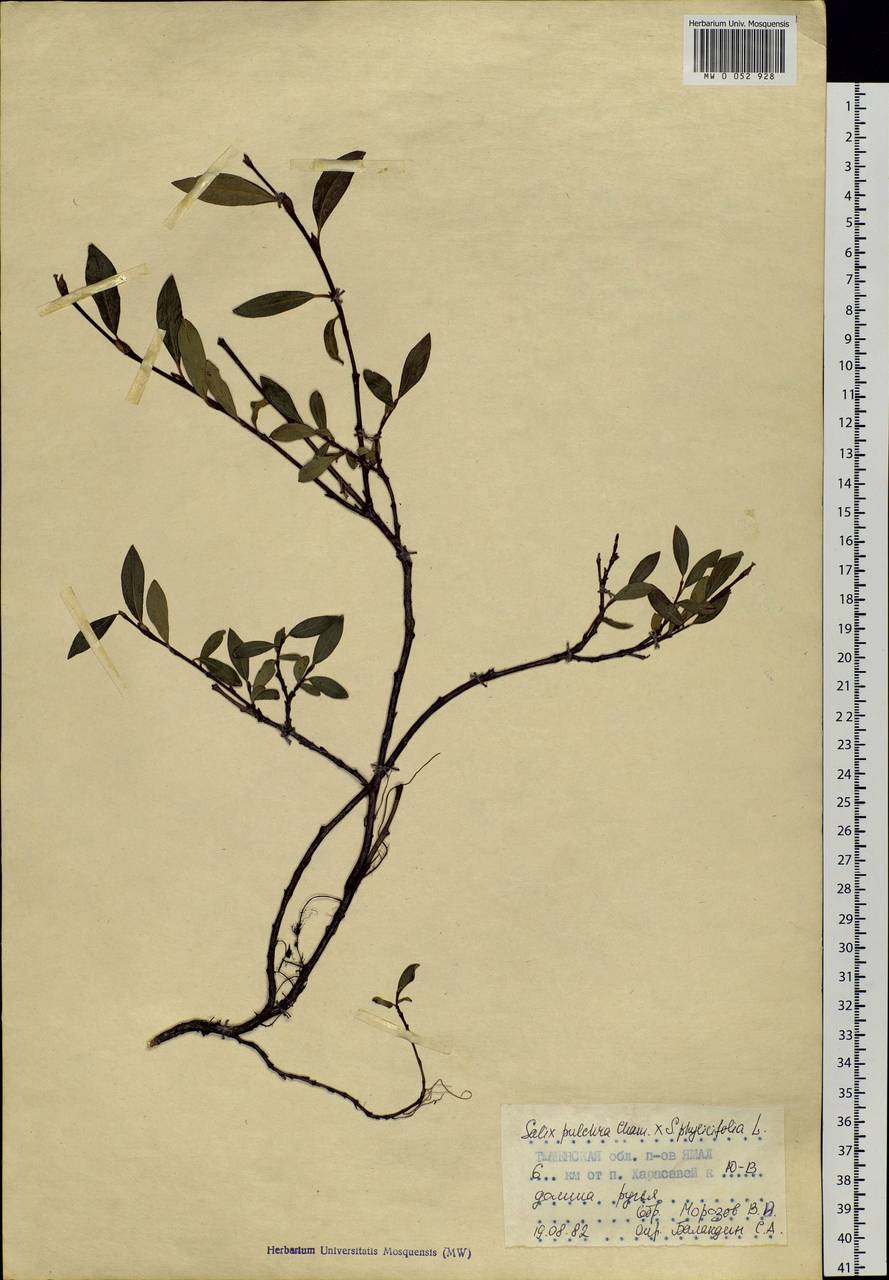 Salix pulchra Cham., Siberia, Western Siberia (S1) (Russia)