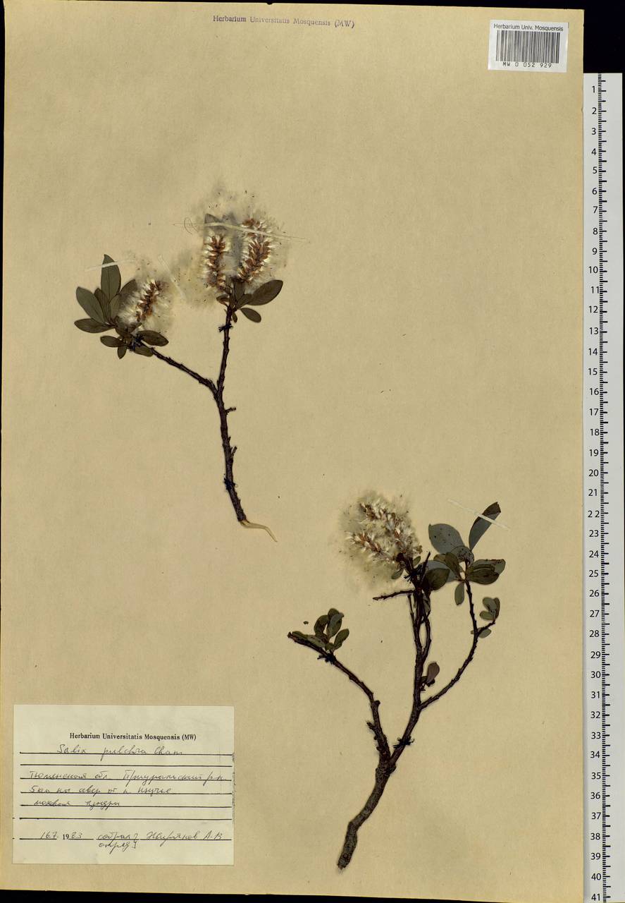 Salix pulchra Cham., Siberia, Western Siberia (S1) (Russia)