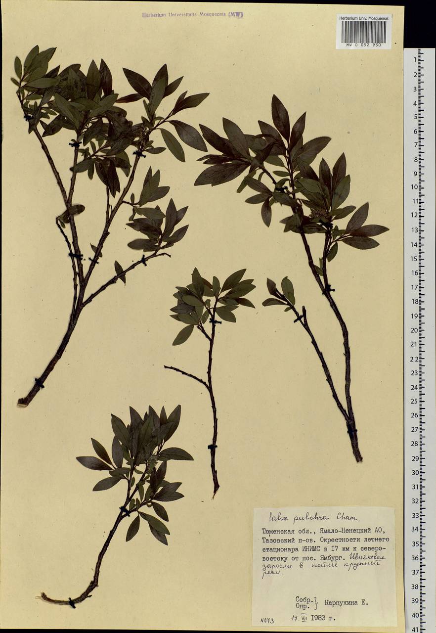 Salix pulchra Cham., Siberia, Western Siberia (S1) (Russia)