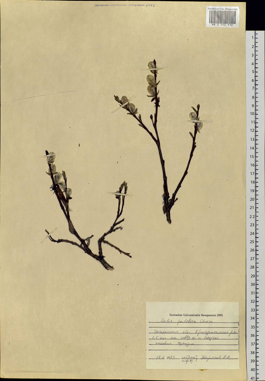Salix pulchra Cham., Siberia, Western Siberia (S1) (Russia)