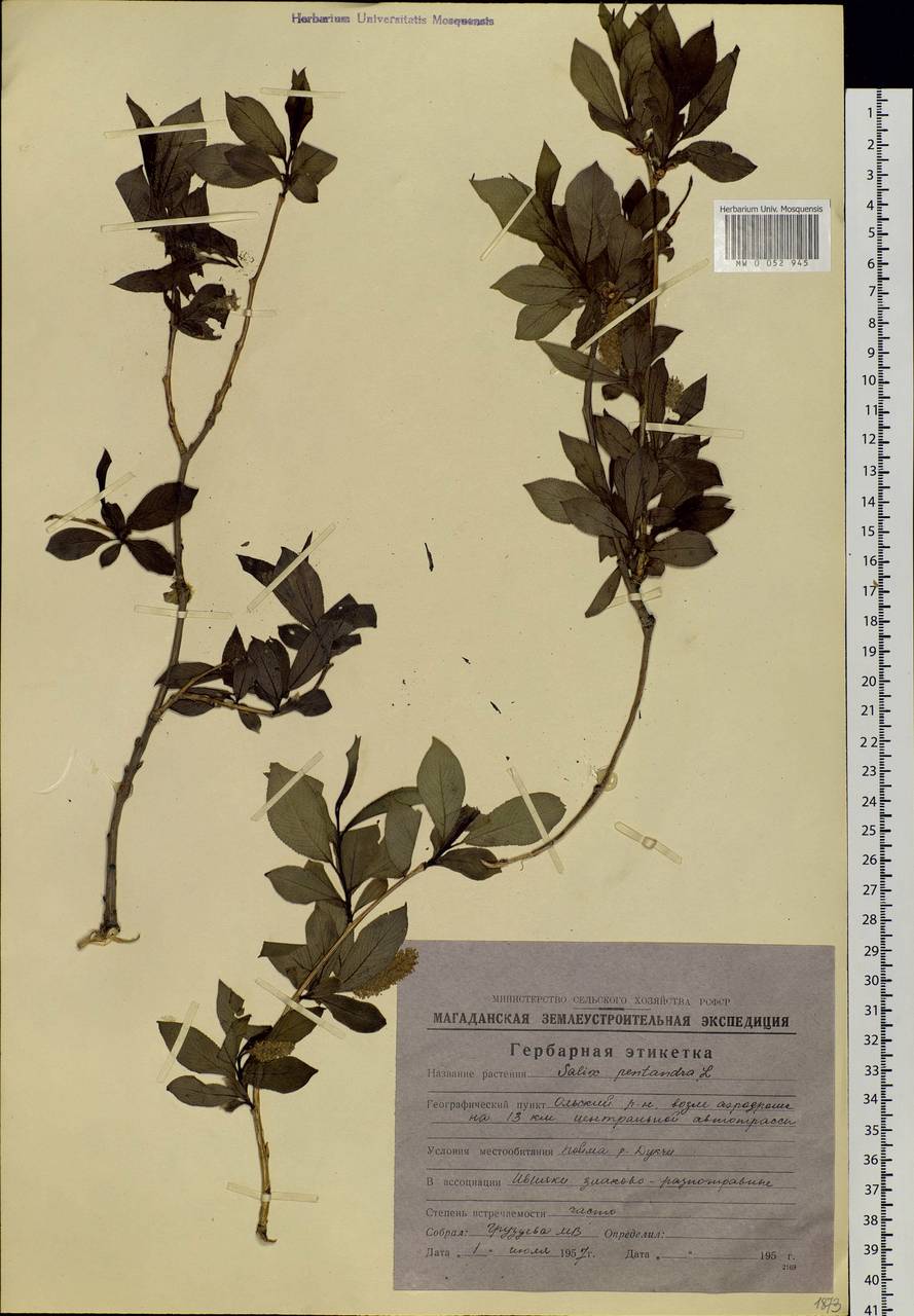 Salix pseudopentandra (Flod.) Flod., Siberia, Chukotka & Kamchatka (S7) (Russia)