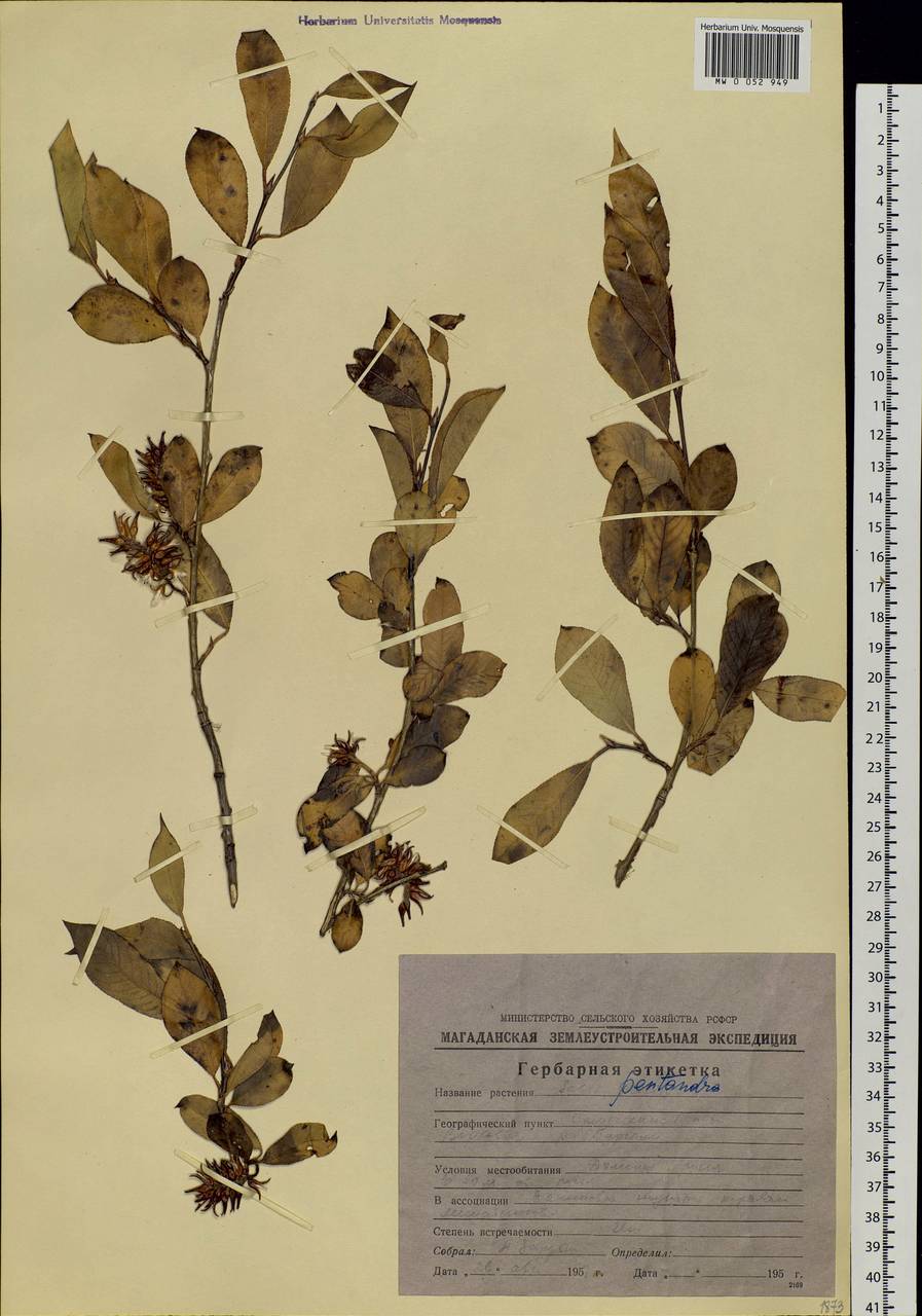 Salix pseudopentandra (Flod.) Flod., Siberia, Chukotka & Kamchatka (S7) (Russia)