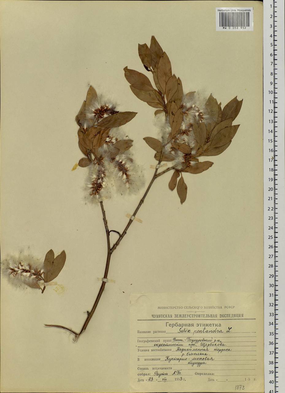 Salix pseudopentandra (Flod.) Flod., Siberia, Chukotka & Kamchatka (S7) (Russia)