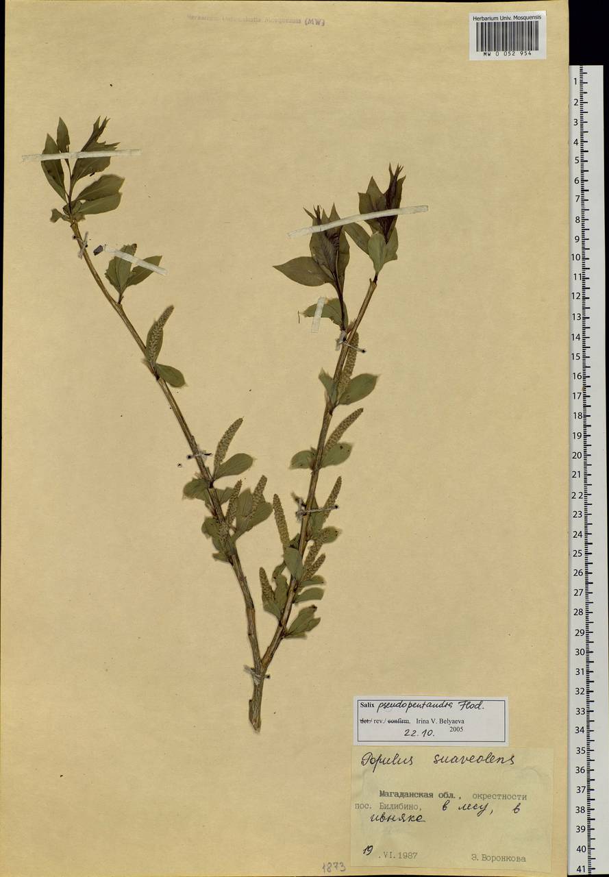 Salix pseudopentandra (Flod.) Flod., Siberia, Chukotka & Kamchatka (S7) (Russia)