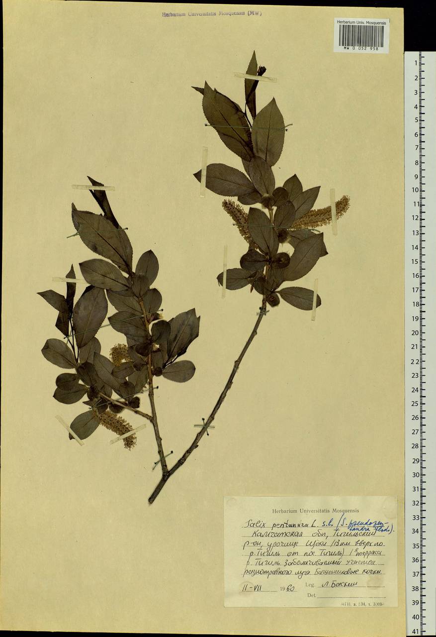 Salix pseudopentandra (Flod.) Flod., Siberia, Chukotka & Kamchatka (S7) (Russia)