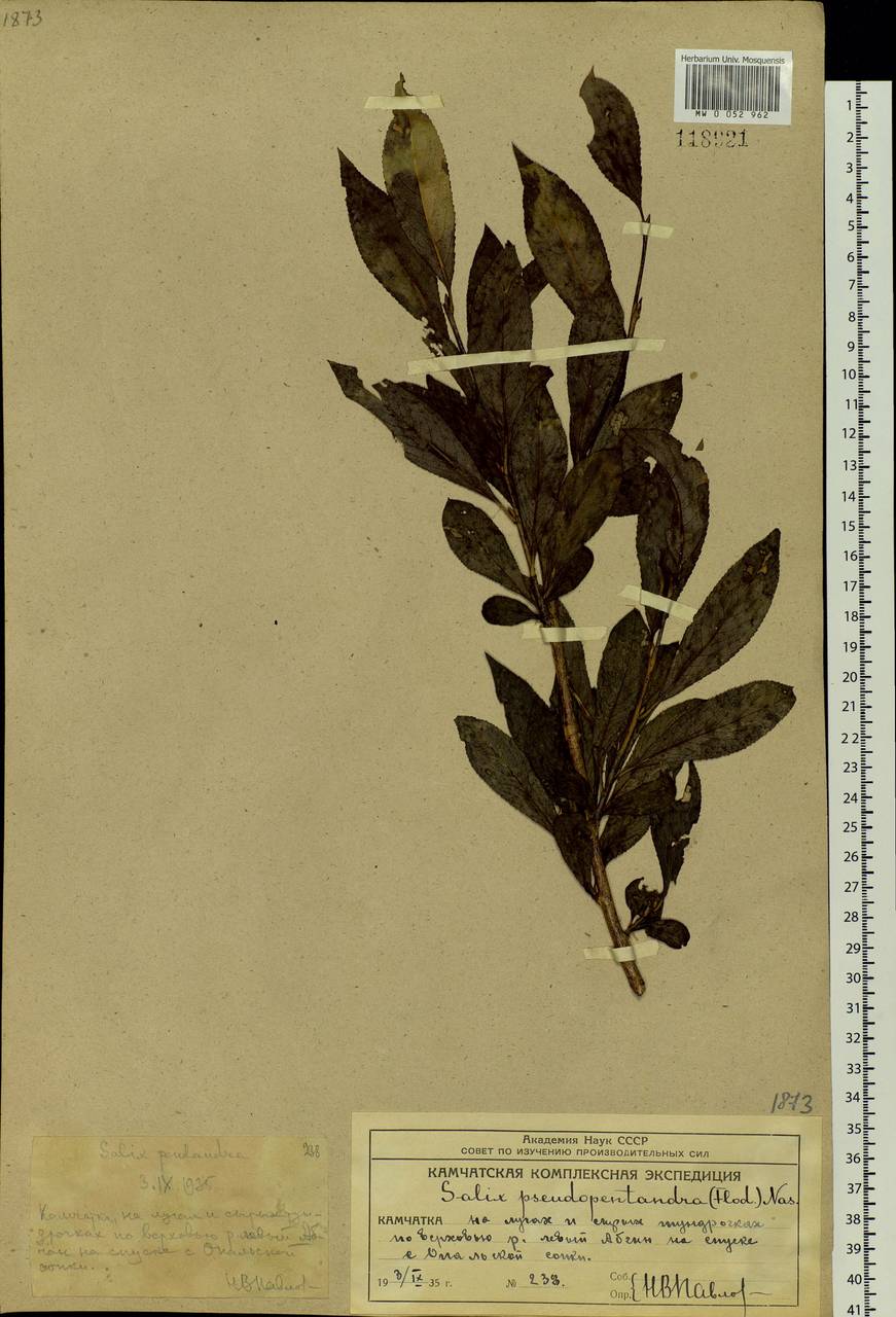 Salix pseudopentandra (Flod.) Flod., Siberia, Chukotka & Kamchatka (S7) (Russia)