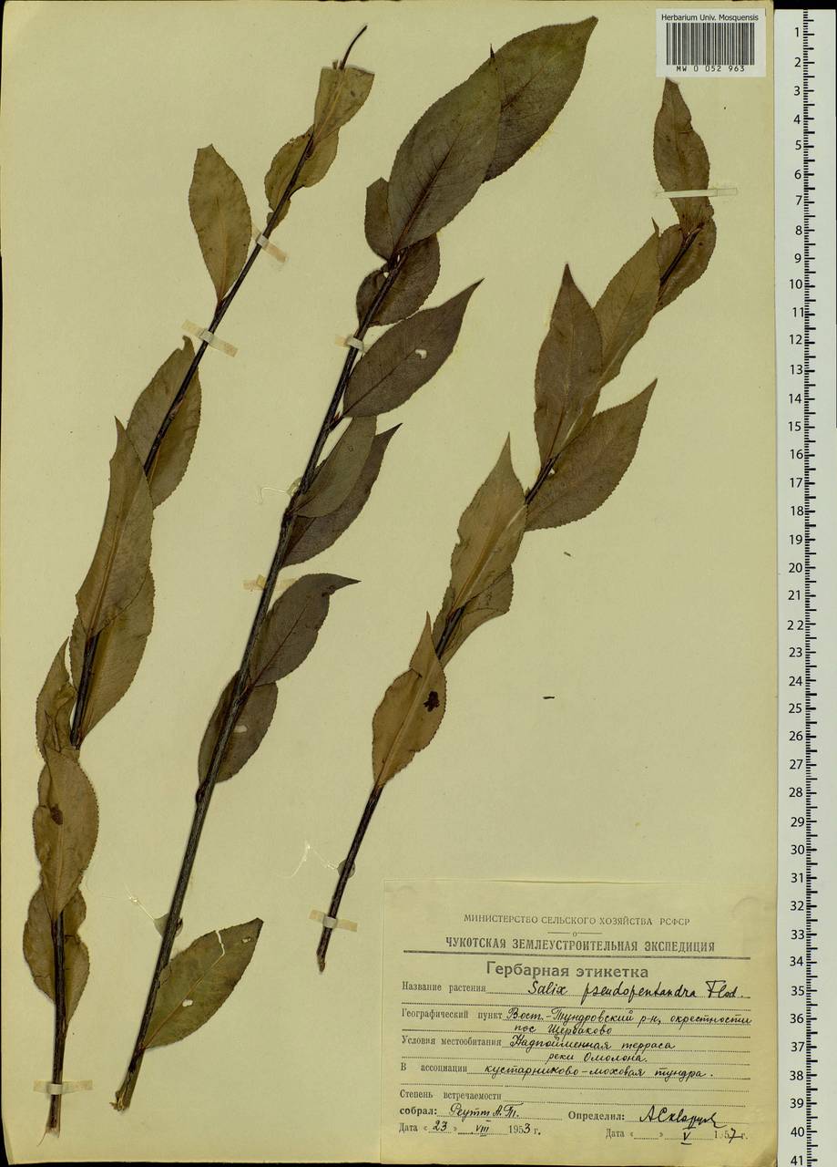 Salix pseudopentandra (Flod.) Flod., Siberia, Chukotka & Kamchatka (S7) (Russia)