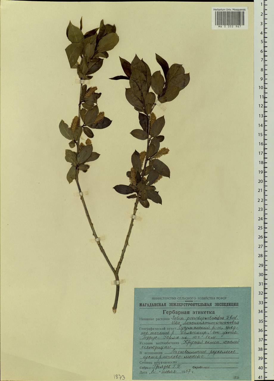 Salix pseudopentandra (Flod.) Flod., Siberia, Chukotka & Kamchatka (S7) (Russia)