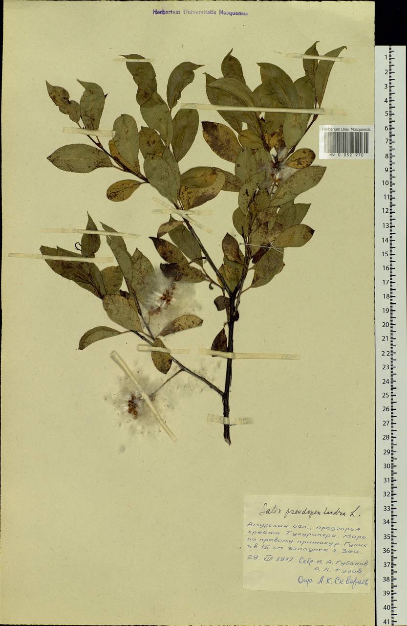Salix pseudopentandra (Flod.) Flod., Siberia, Russian Far East (S6) (Russia)