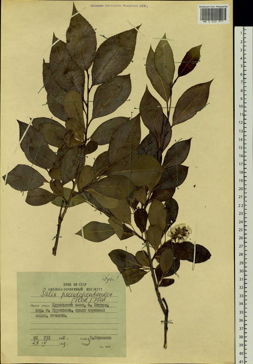 Salix pseudopentandra (Flod.) Flod., Siberia, Russian Far East (S6) (Russia)